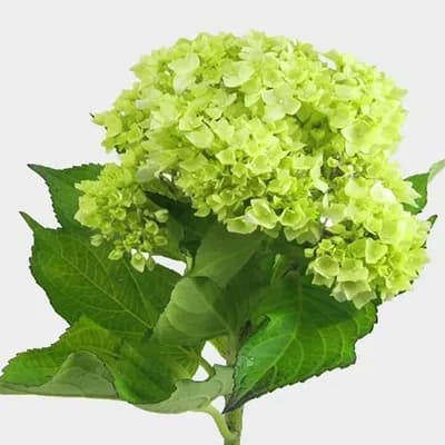 Hydrangea