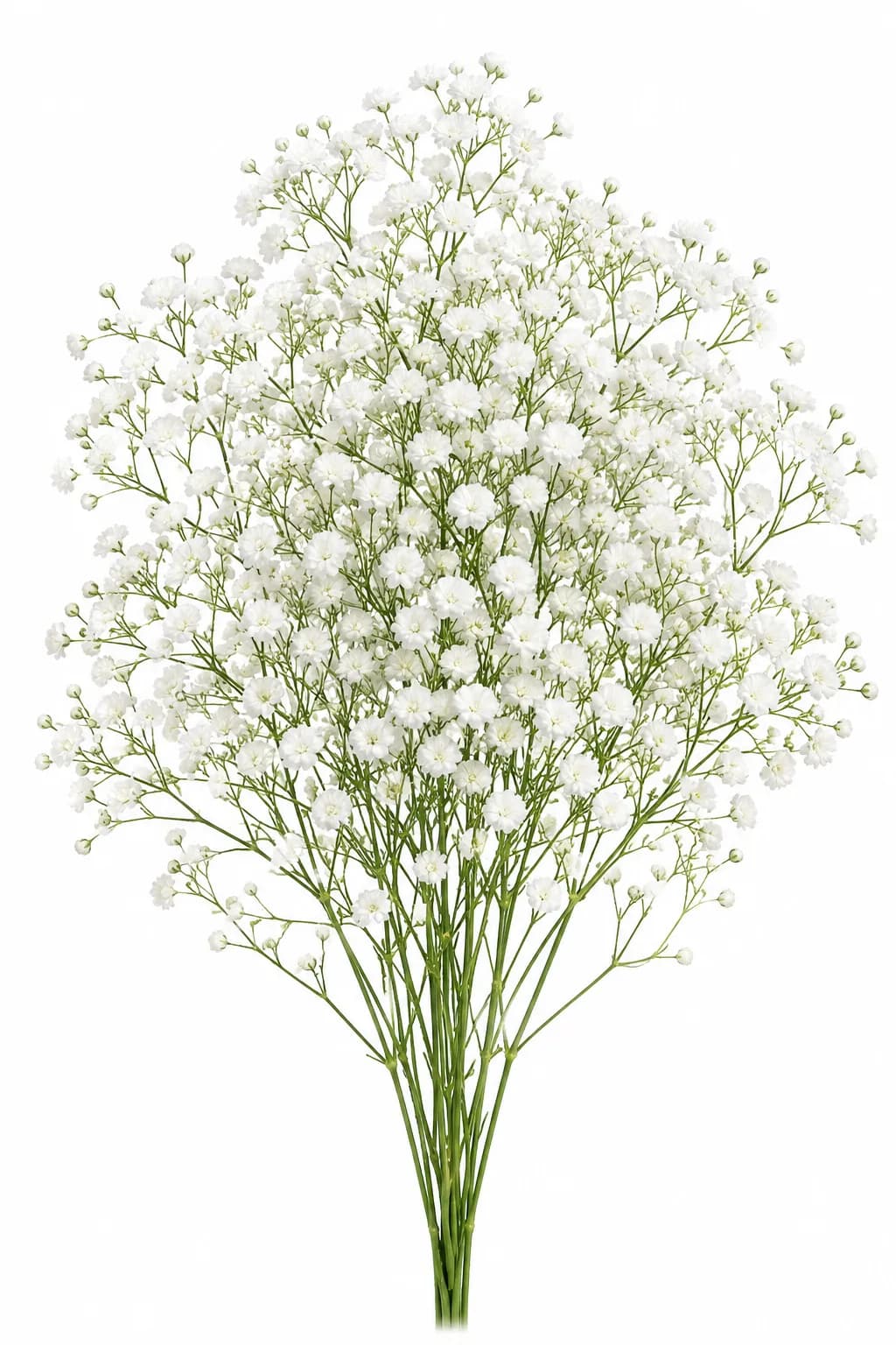 Baby’s Breath