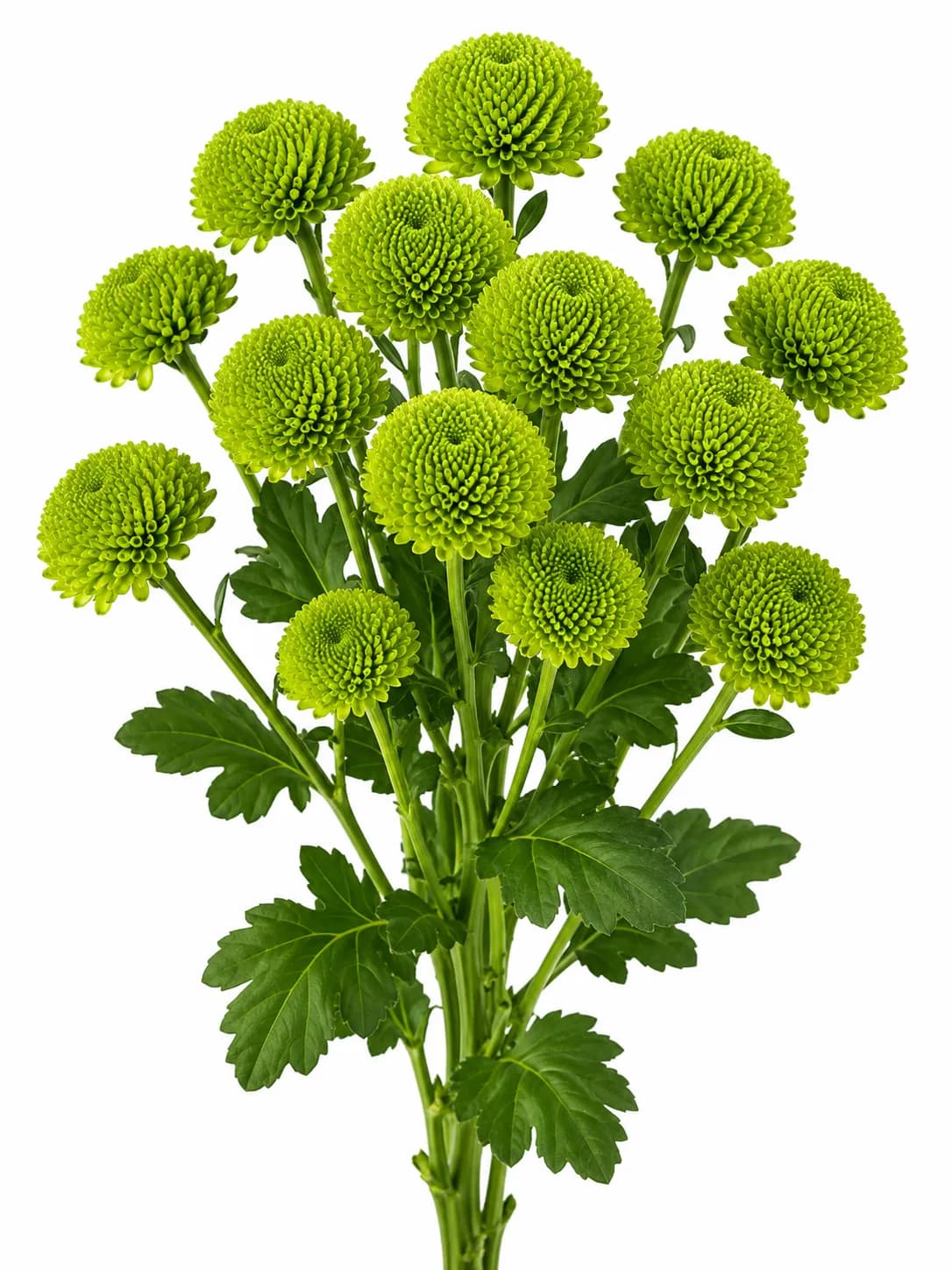 Button Poms