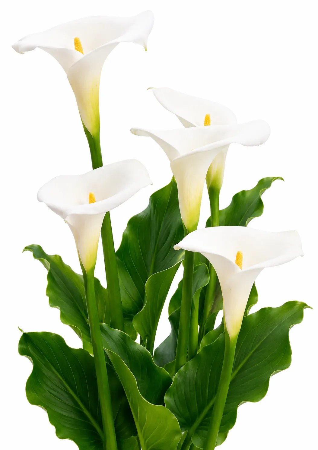 White Arum Lily