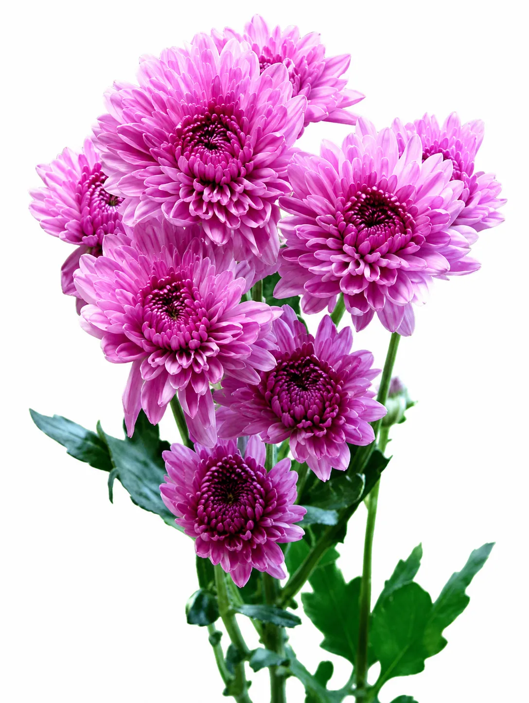 Chrysanthemum flower