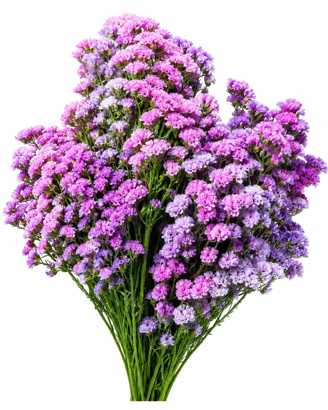 Dam Michael flower