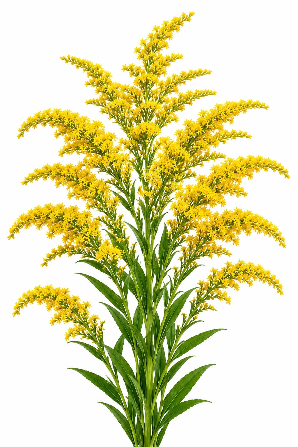 Goldenrods Flower