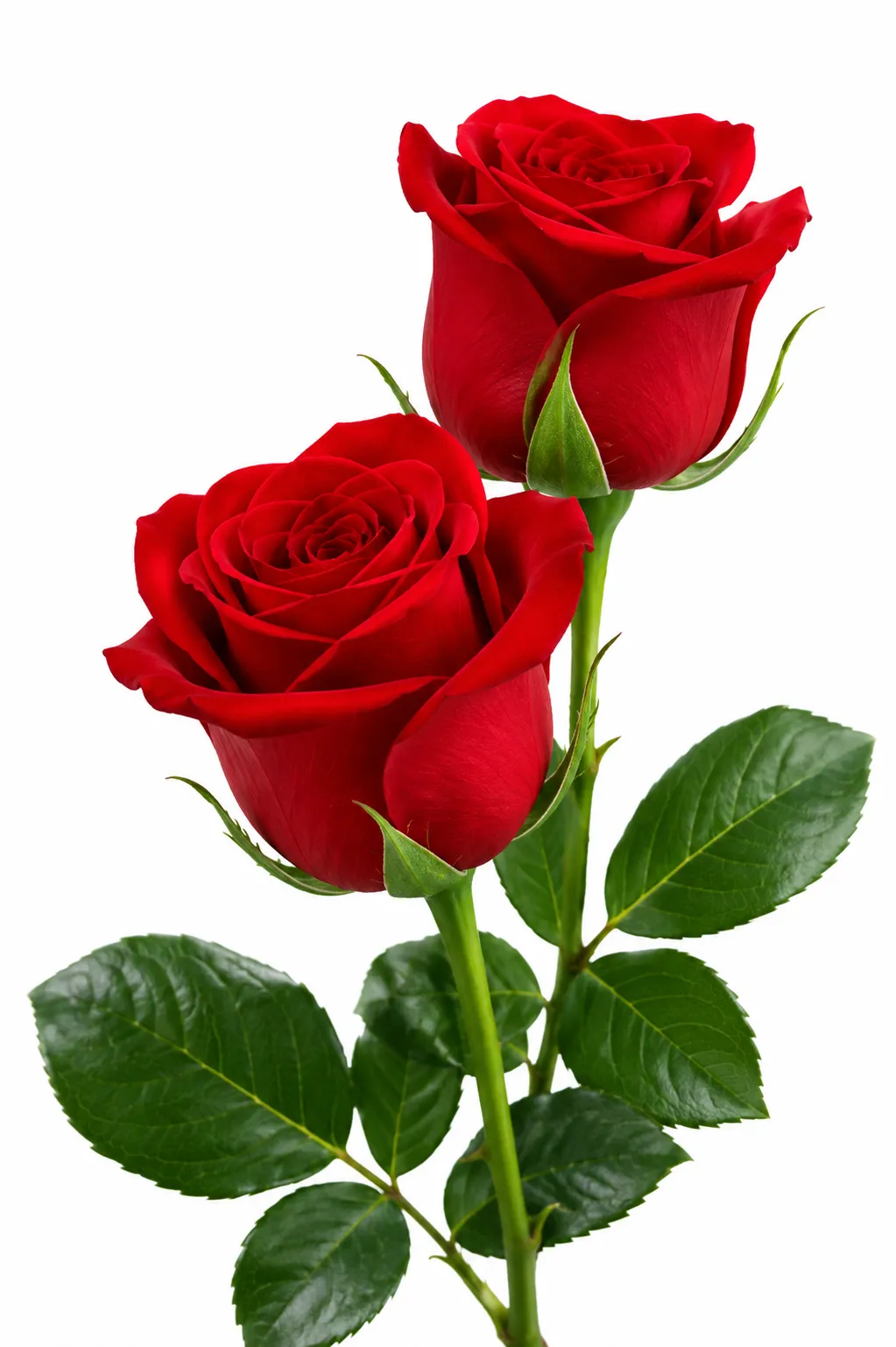 Red Roses