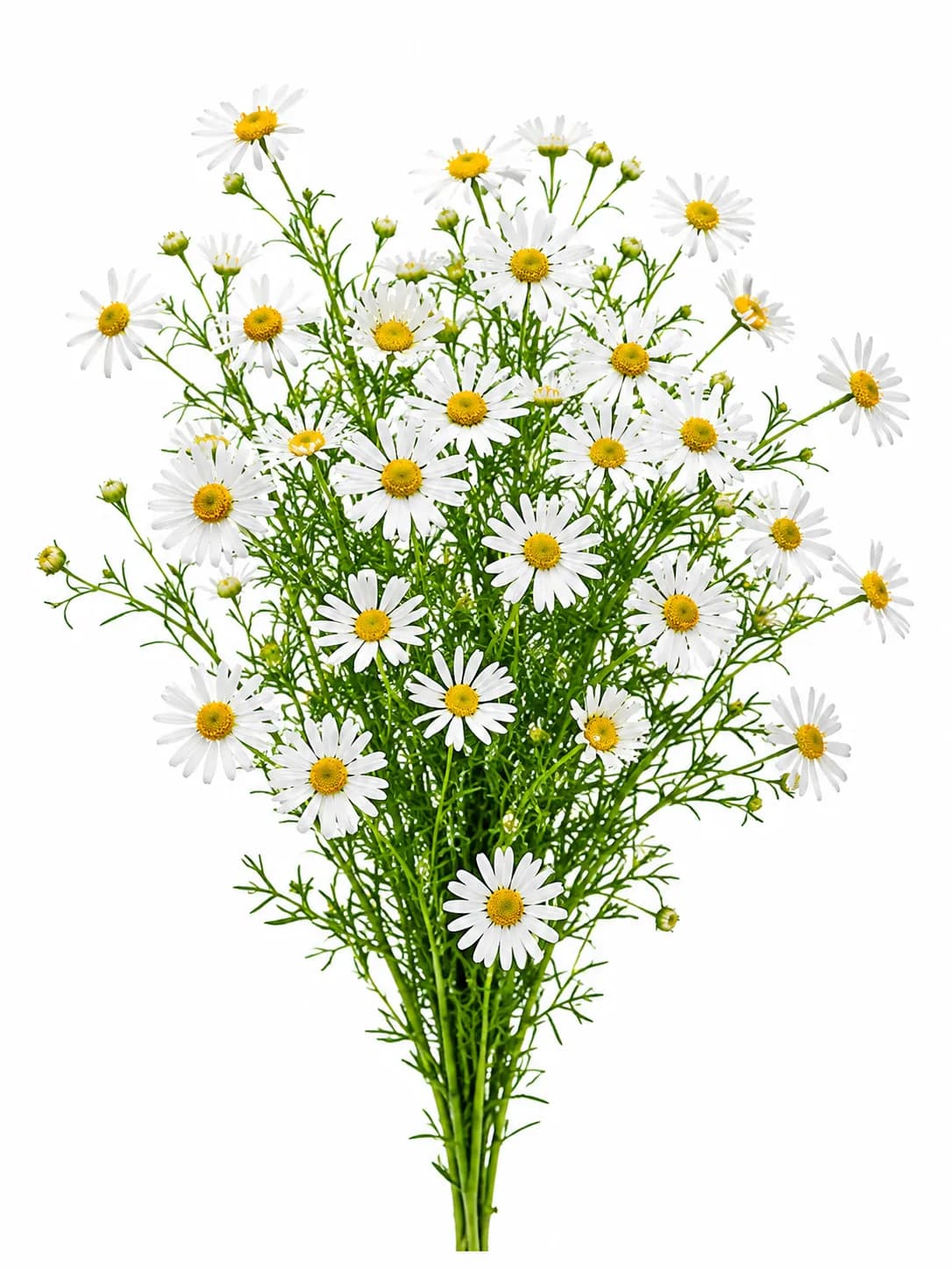 Super Daisy