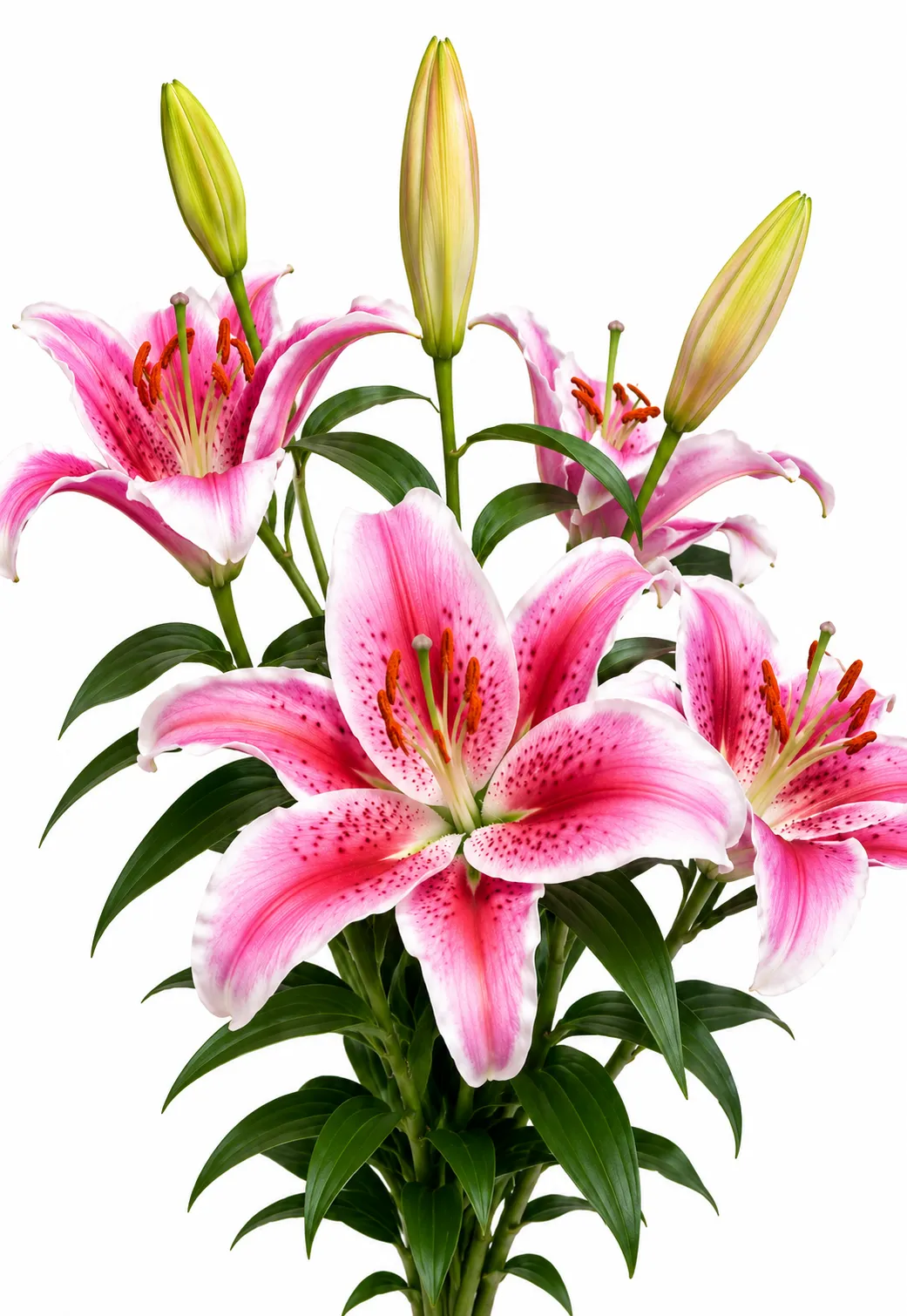 Tiger lilies