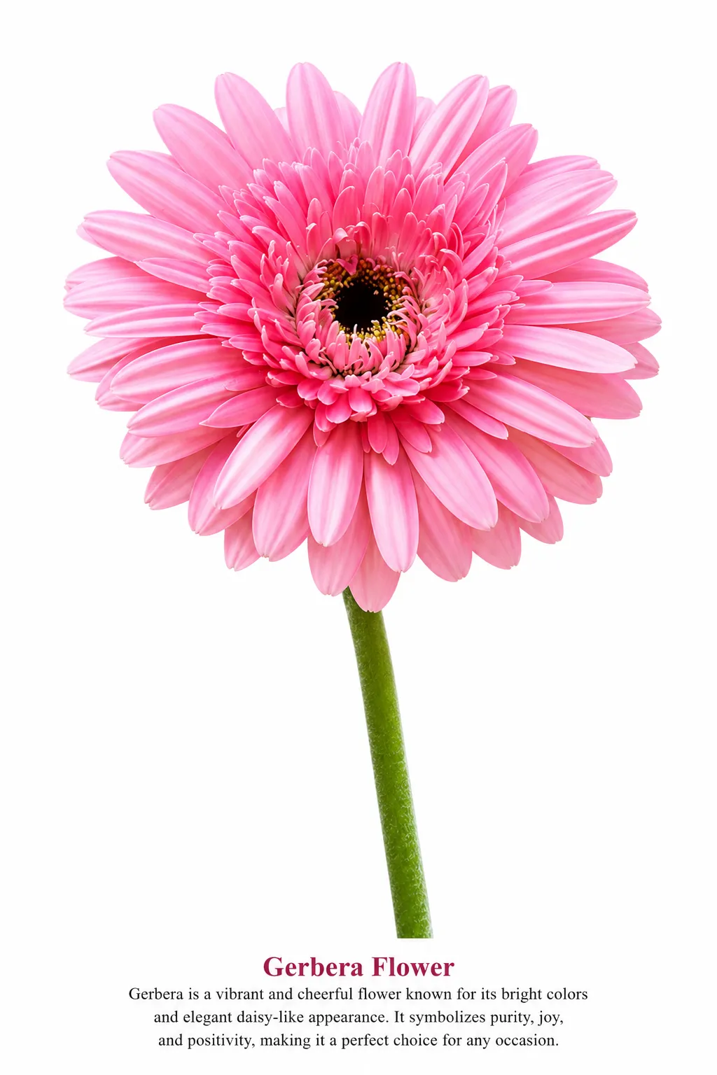 Gerbera Flower